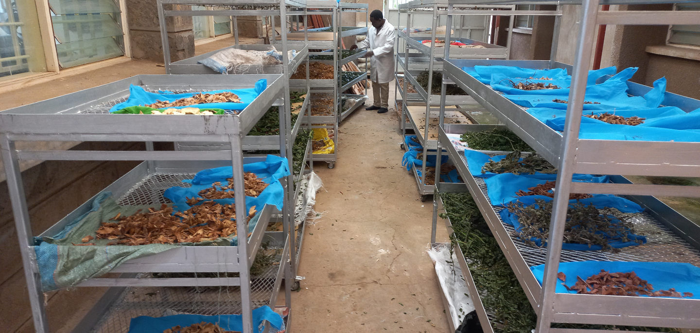 Drying herbs in special chambers